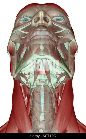 The musculoskeleton of the neck Stock Photo