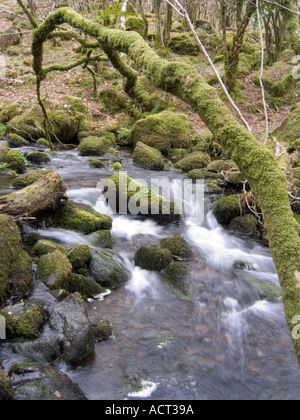 Fast flowing stream with banks and branches covered in moss and lichen in dartmoor uk Stock Photo