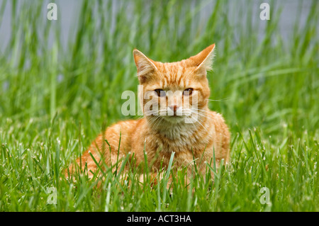 Alert Orange Male Tabby Cat Resting in Grass Beside Pond Southern Indiana Stock Photo