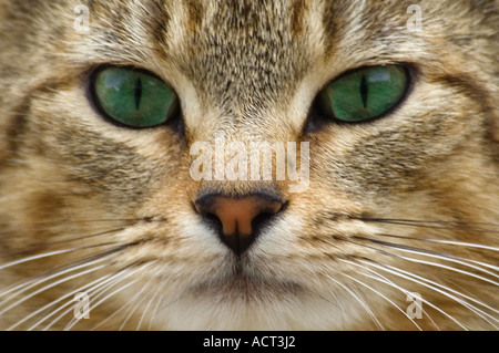 Close Up of Gray Tabby Cats Face Stock Photo