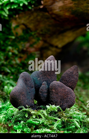 Dead Mans Fingers Xylaria polymorpha growing on mossy log sandy lodge bedfordshire Stock Photo