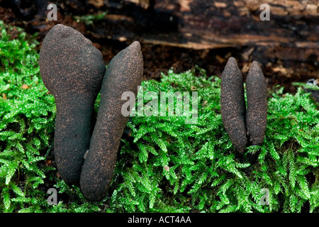 Dead Mans Fingers Xylaria polymorpha growing on mossy log sandy lodge bedfordshire Stock Photo