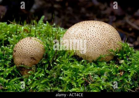 Common Earth Ball Scleroderma citrinum Stock Photo