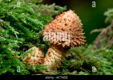 Shaggy Scalycap Pholiota squarrosa Stock Photo