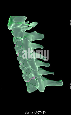 The cervical vertebrae Stock Photo