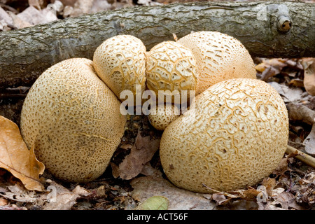 Common earthball (Scleroderma citrinum) Stock Photo