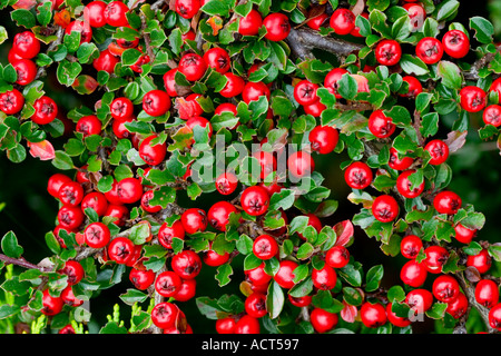 Cotoneaster Berries close up view growing in garden potton bedfordshire Stock Photo