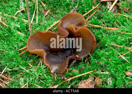 Bay Cup (Peziza badia) growing on mossy ground potton bedfordshire Stock Photo