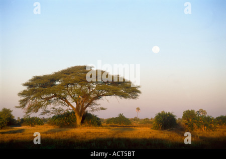 An umbrella thorn tree Acacia tortilis and the full moon in the daytime Mombo Okavango Delta Botswana Stock Photo