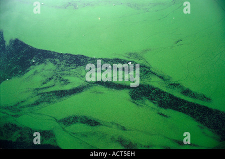 Close up of the green algae floating on the surface of the Hartebeespoort dam a fresh water impoundment Stock Photo