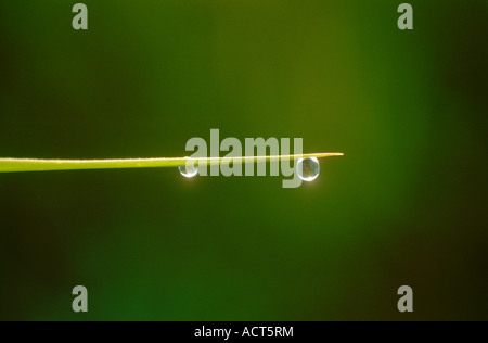 Backlit view of raindrops on reed leaf Nelspruit Mpumalanga South Africa Stock Photo