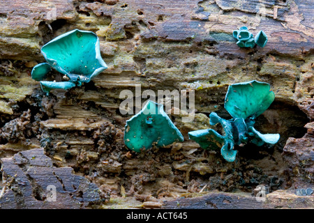 Green Elfcup Chlorociboria aeruginascens close up detail view growing on dead log potton wood bedfordshire Stock Photo