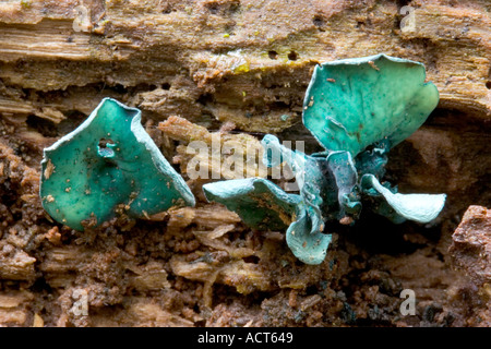 Green Elfcup (Chlorociboria aeruginascens) close up detail view growing on rotten log potton wood bedfordshire Stock Photo