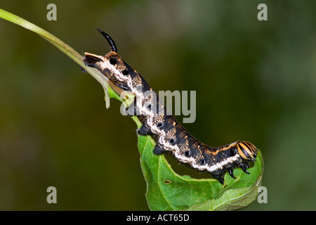 Convolvulus Hawk moth Agrius convolvuli Larvae feeding with nice defuse background potton bedfordshire Stock Photo