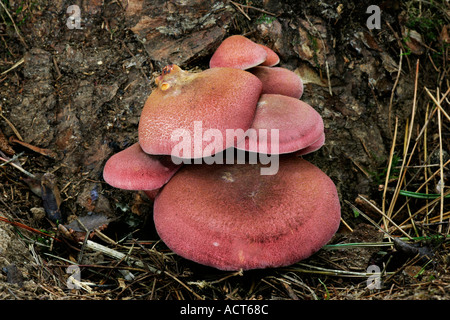 Plums and Custard Tricholomopsis rutilans nice group growing on stump stamford plantation bedfordshire Stock Photo