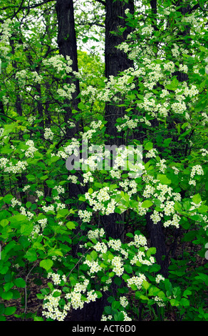White spring blossoms of the black cherry tree Prunus serotina in rural Manitoba, Canada. Stock Photo