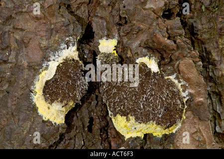 yellow slime mould (Fuligo septica) growing on pine log the lodge potton bedfordshire Stock Photo