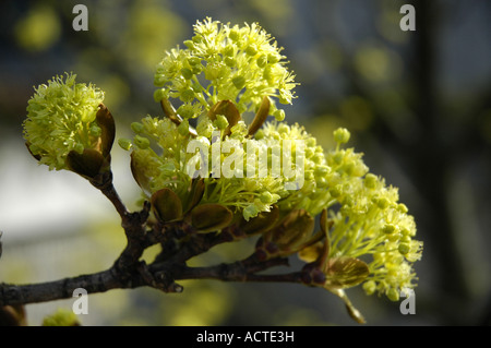 Tree bud awakening in the spring Stock Photo