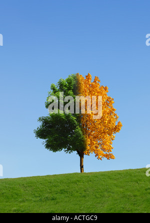 Tree seasons Baum Jahreszeiten Stock Photo