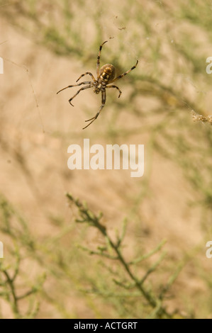 A WESTERN SPOTTED ORB SPIDER SITS IN IT S WEB NEAR THE SALTON SEA SOUTHERN CALIFORNIA Stock Photo