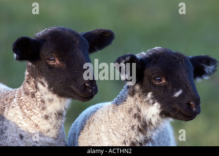 Closeup of a Pair of Spring Lambs with black faces  in Derbyshire 'Great Britain' Stock Photo