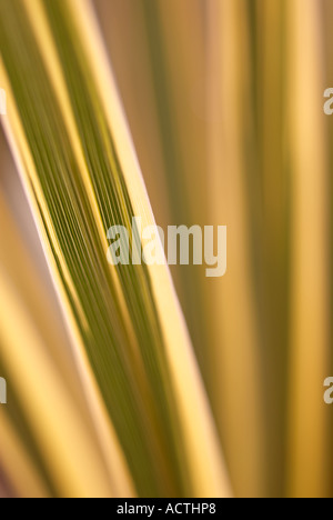 Variegated Cordyline ornamental shrub closeup Stock Photo