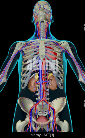 The urinary system Stock Photo