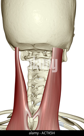 Muscles of the back and neck (splenius capitis muscle, trapezius muscle