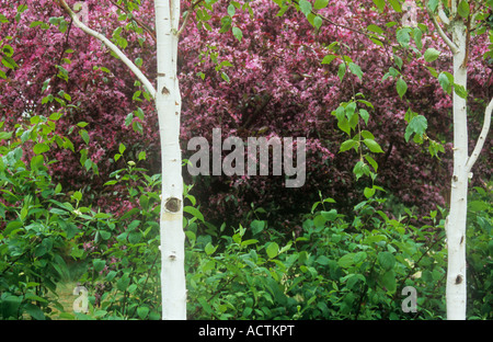Detail of two brilliant white birch tree trunks dividing scene behind of green Dogwood leaves and pink cherry blossoms Stock Photo
