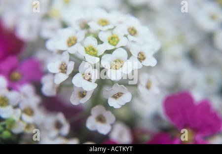 Close up of stem of tiny white flowers with yellow stamens of Sweet alyssum or Lobularia maritima with mauve Aubretia Stock Photo