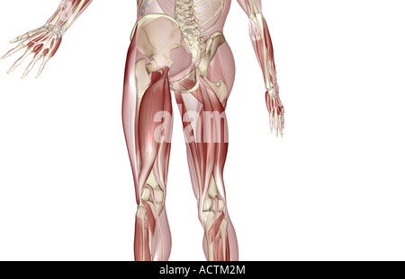 Muscles of the upper leg Stock Photo