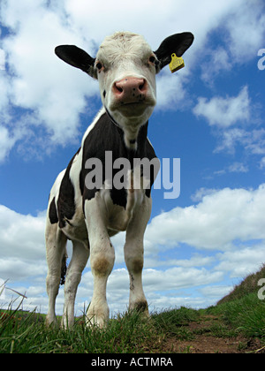 Young Friesian steer. Devon. UK Stock Photo