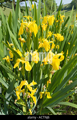 Native yellow Flag Irises growing on a reservoir, England, UK Stock
