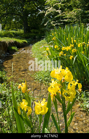 Wild yellow irises. South Devon. UK Stock Photo