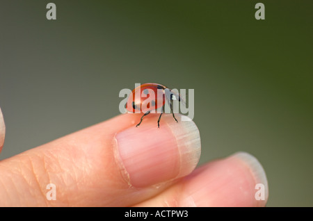 Ladybird on finger Stock Photo