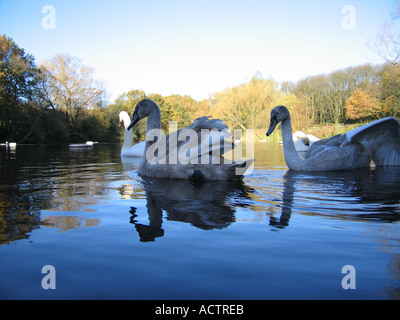 Swans swimming on Kenwood Ladies Pond Hampstead Heath London UK Stock Photo