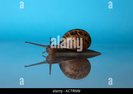 A British common garden Snail with reflection. Stock Photo