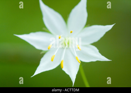 Seven petals wild flower of upper Michigan looking like Apollo lily Stock Photo
