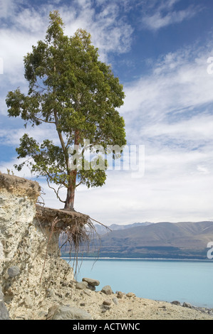 Eucalyptus Tree with eroded roots on an Morgans Island in Lake Pukaki Mackenzie Country South Island New Zealand Stock Photo