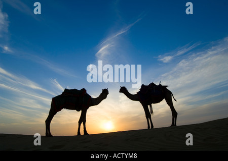 Two Jaisalmeri camels (Camelus dromedarius) 'in love' silhouetted watching the setting sun in the Thar desert. Stock Photo