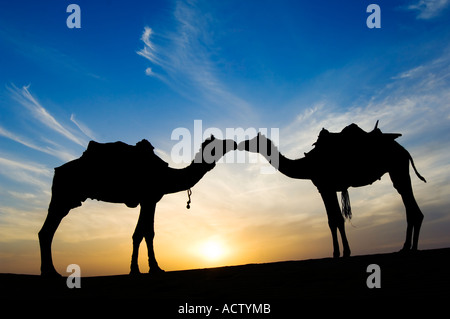 Two Jaisalmeri camels (Camelus dromedarius) 'in love' kissing and silhouetted by the setting sun in the Thar desert. Stock Photo