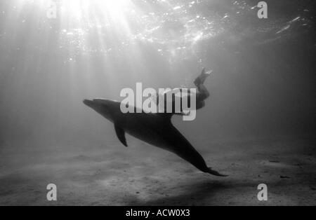 A black and white image of a Bottlenose dolphin (Tursiops truncatus) and snorkeller interacting contre-jour. Stock Photo