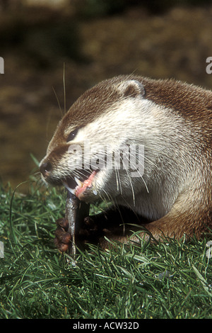 Short Clawed Asian Otter Stock Photo