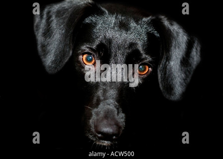 Face of a Labrador Puppy on a Black Background Stock Photo