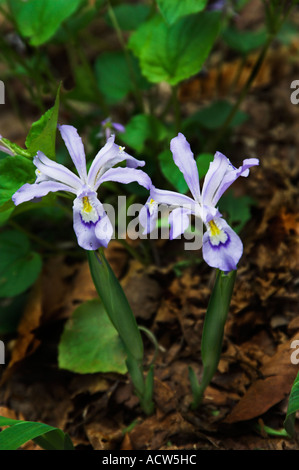 Dwarf Iris wild flowers blooming in The Great Smokey Mountains National Park, North Carolina, USA. Stock Photo
