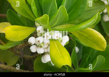 Clusters of white berries and foliage of the Purslane plant or Sesuvium portulacastrum on Half Moon Cay Bahamas Stock Photo