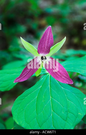 The red trillium portrait in The Great Smoky Mountain National Park USA Stock Photo