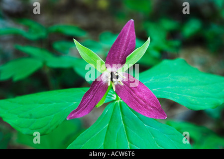 The red trillium portrait in The Great Smoky Mountain National Park, USA, America Stock Photo