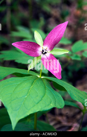 The red trillium portrait in The Great Smoky Mountain National Park, USA, America Stock Photo