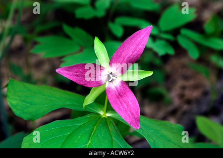 The red trillium portrait in The Great Smoky Mountain National Park, USA, America Stock Photo